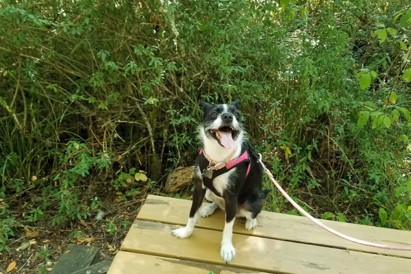 Corvallis Dog Park photo 1
